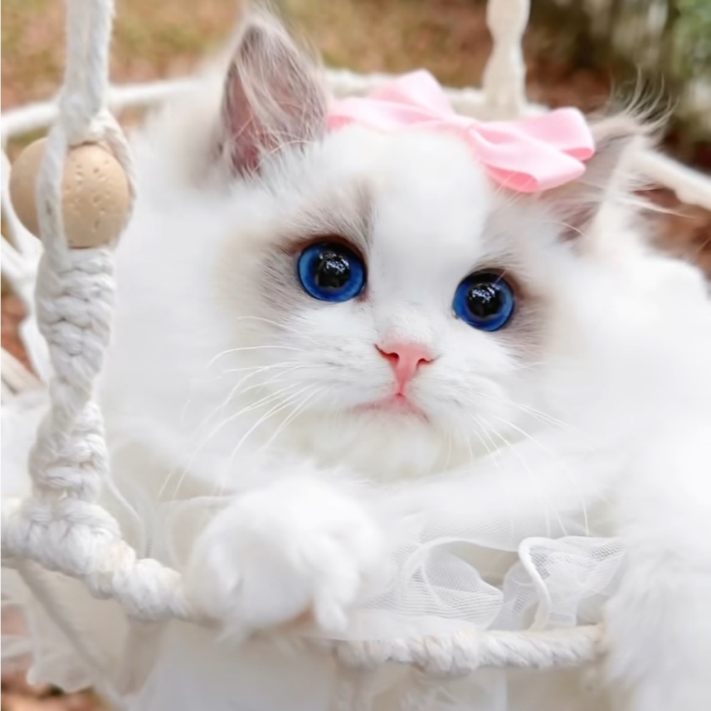 Meet your Posher, Alita